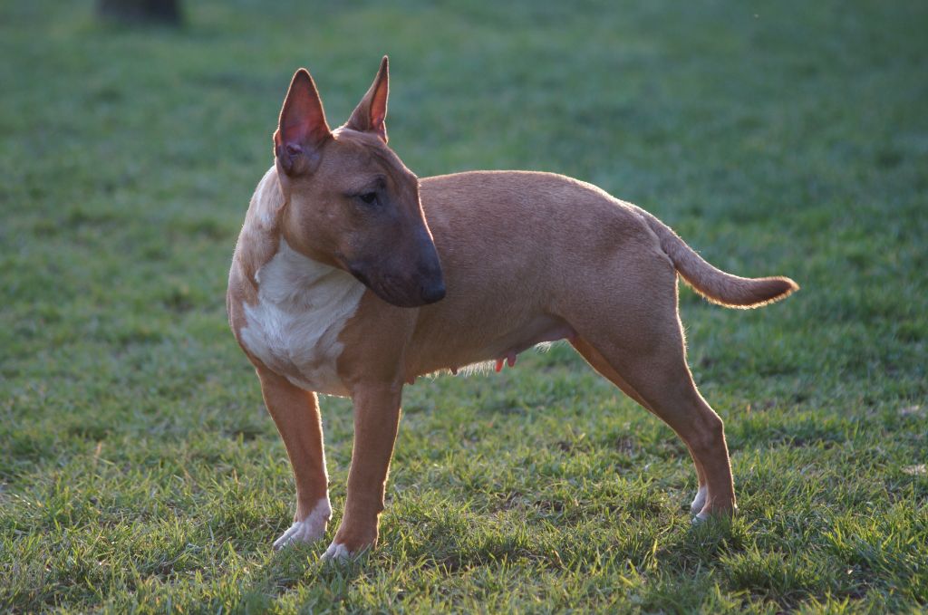 Ruby Du Trésor Des Mines