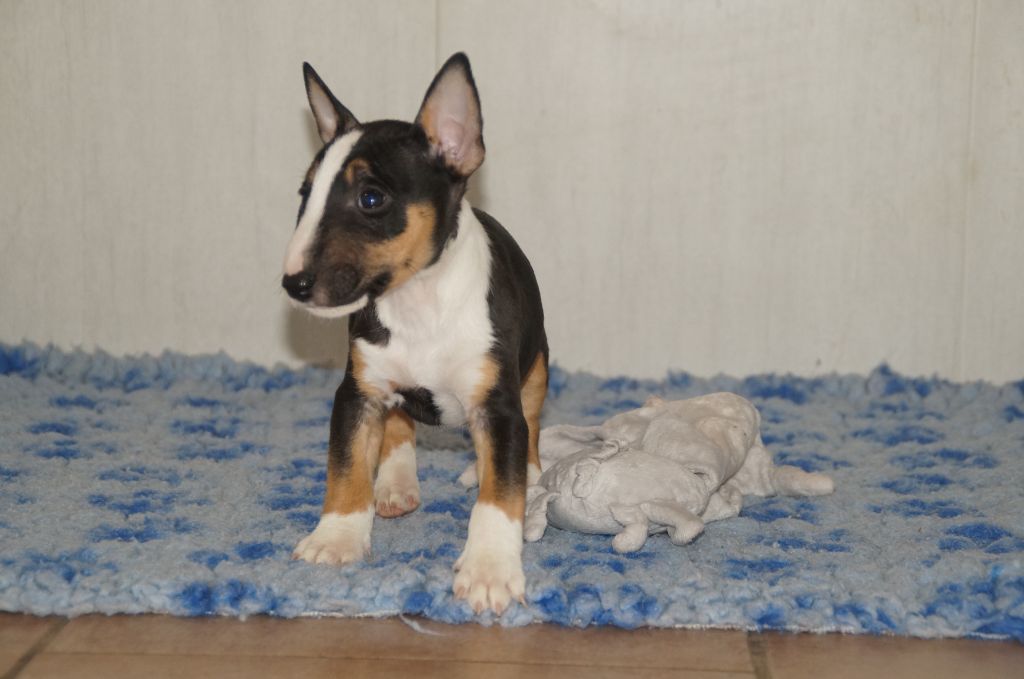 Du Trésor Des Mines - Chiot disponible  - Bull Terrier Miniature