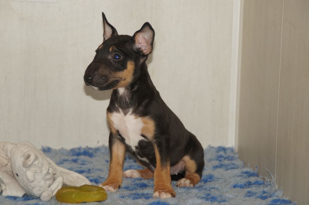 Du Trésor Des Mines - Chiot disponible  - Bull Terrier Miniature