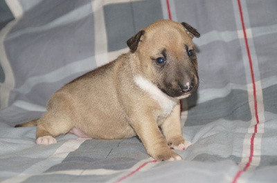 Du Trésor Des Mines - Bull Terrier Miniature - Portée née le 02/10/2024