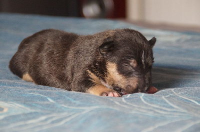 Du Trésor Des Mines - Bull Terrier Miniature - Portée née le 30/04/2024