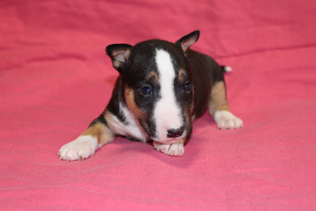 Du Trésor Des Mines - Chiot disponible  - Bull Terrier Miniature