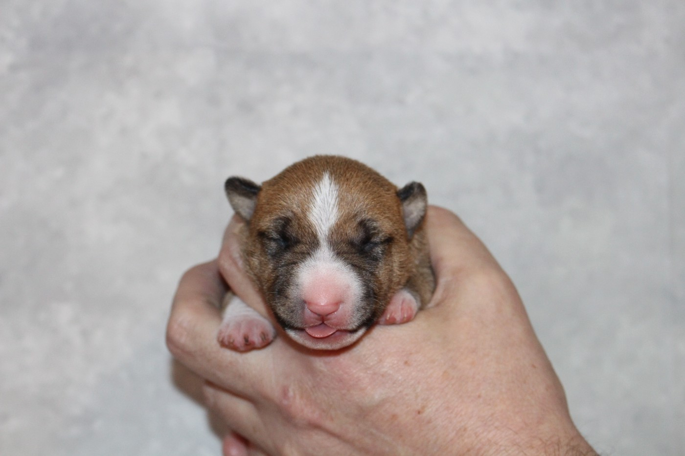 Du Trésor Des Mines - Bull Terrier Miniature - Portée née le 17/02/2026