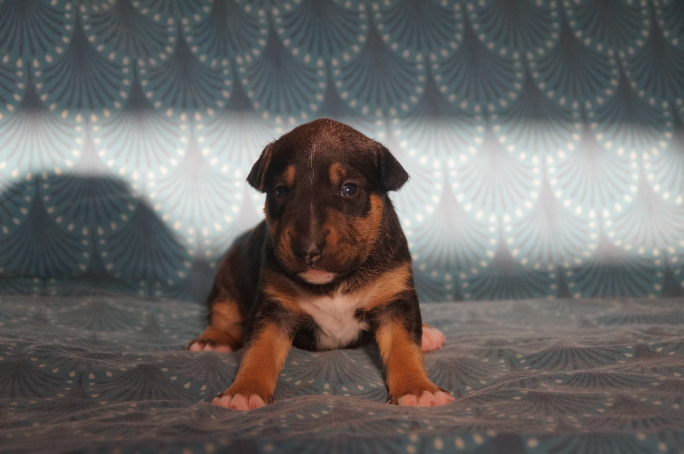 Du Trésor Des Mines - Chiots disponibles - Bull Terrier Miniature