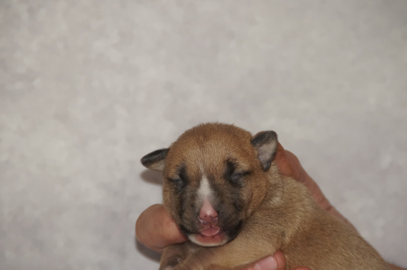 Du Trésor Des Mines - Chiots disponibles - Bull Terrier Miniature