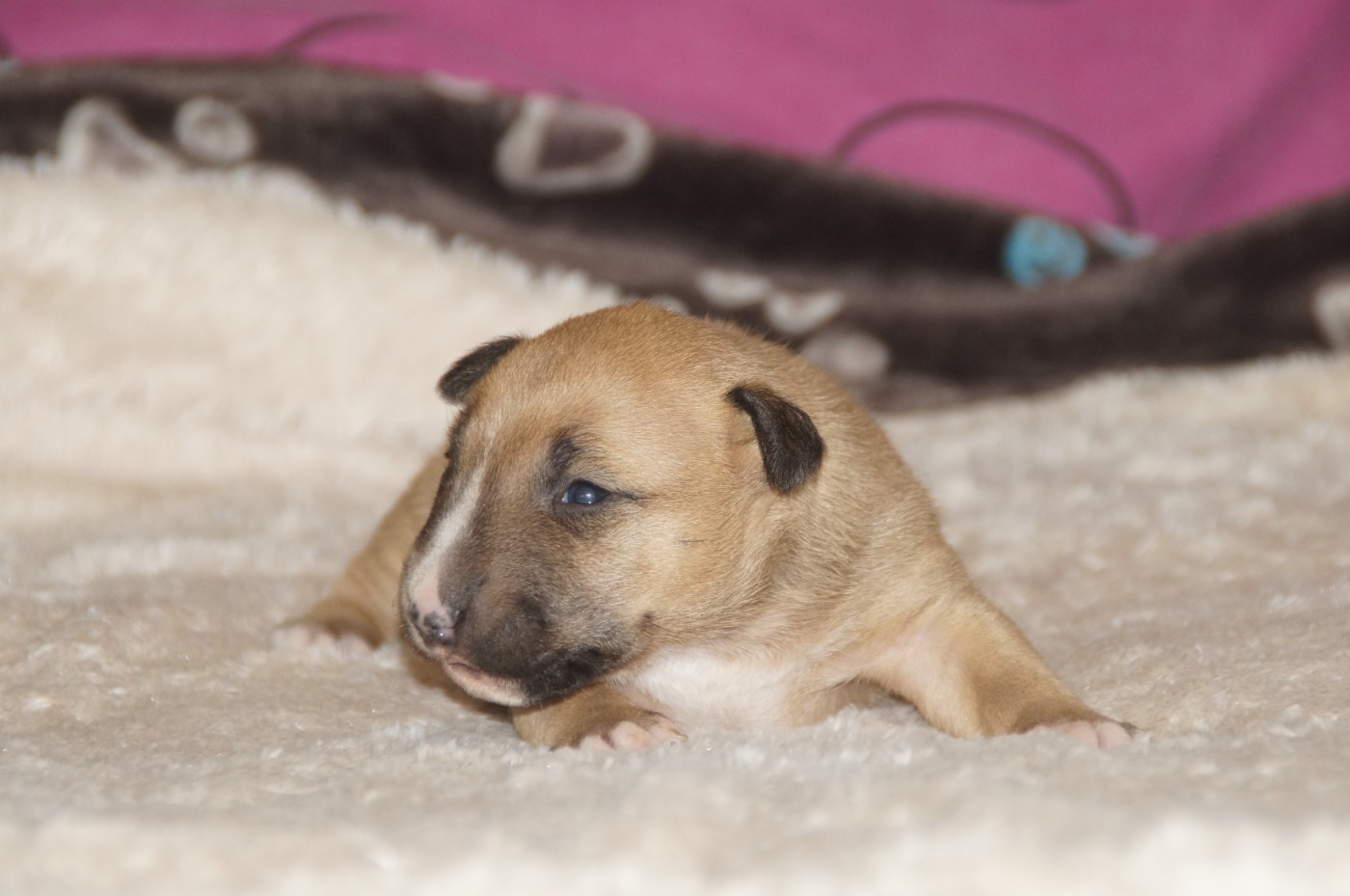 Du Trésor Des Mines - Chiots disponibles - Bull Terrier Miniature