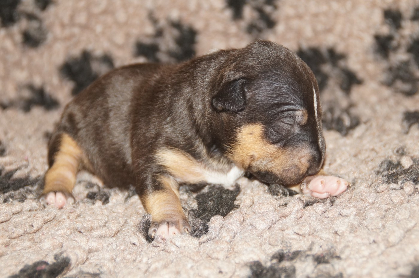 Du Trésor Des Mines - Chiots disponibles - Bull Terrier Miniature
