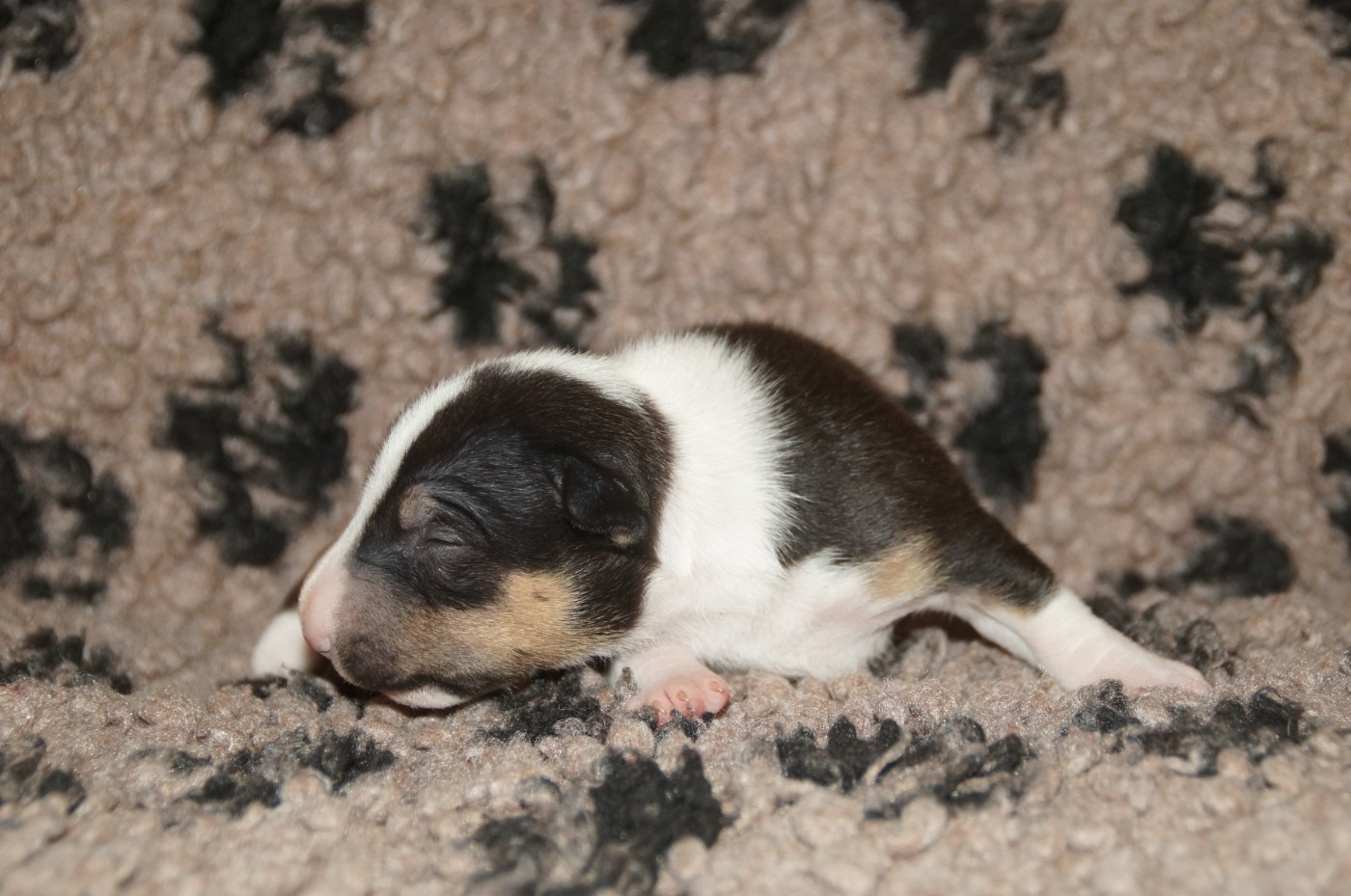 Du Trésor Des Mines - Chiots disponibles - Bull Terrier Miniature