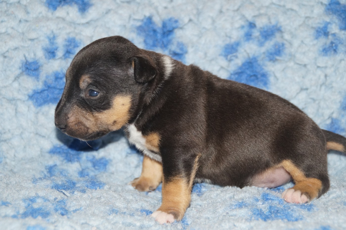Du Trésor Des Mines - Chiots disponibles - Bull Terrier Miniature