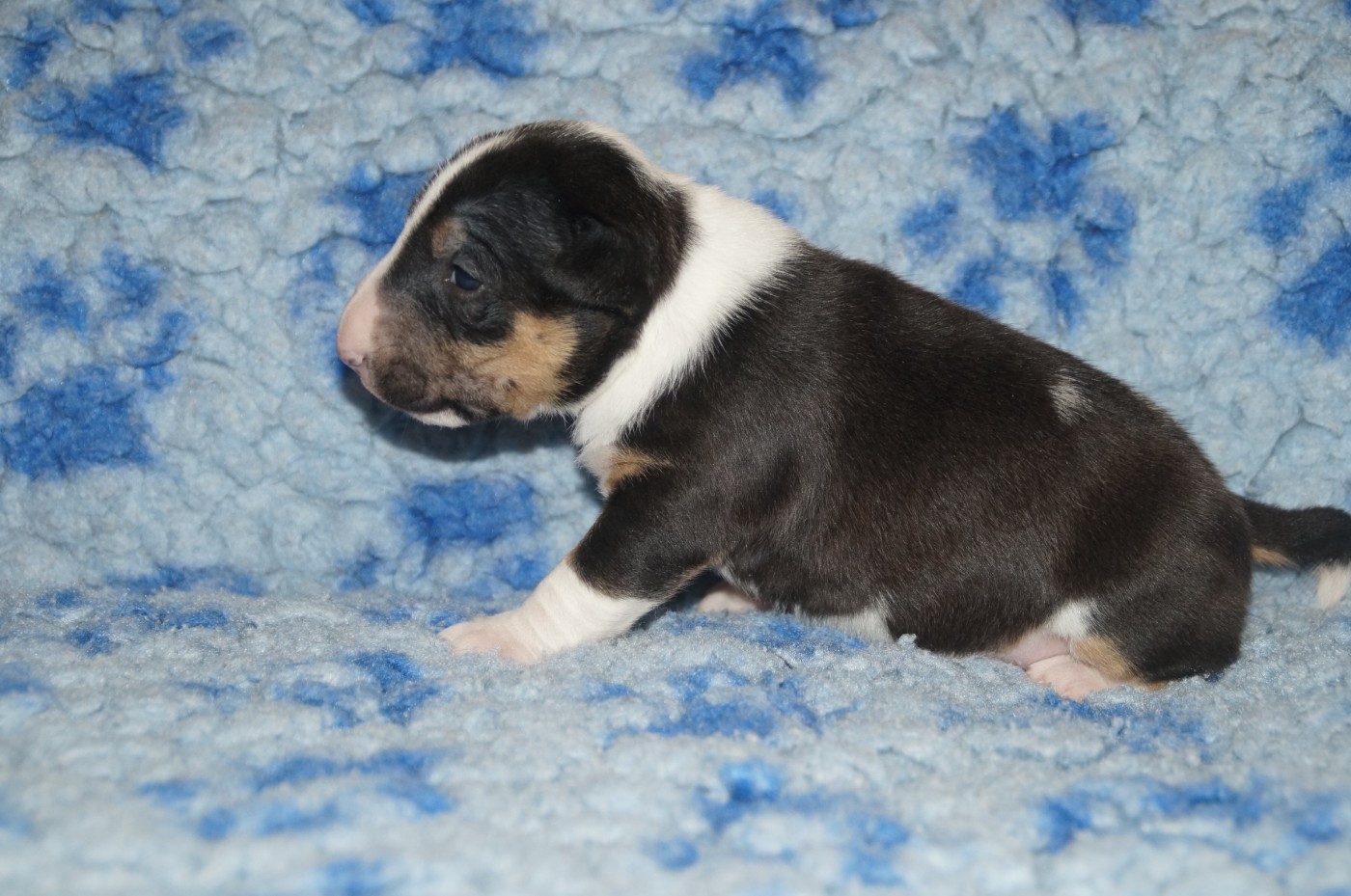 Du Trésor Des Mines - Chiots disponibles - Bull Terrier Miniature