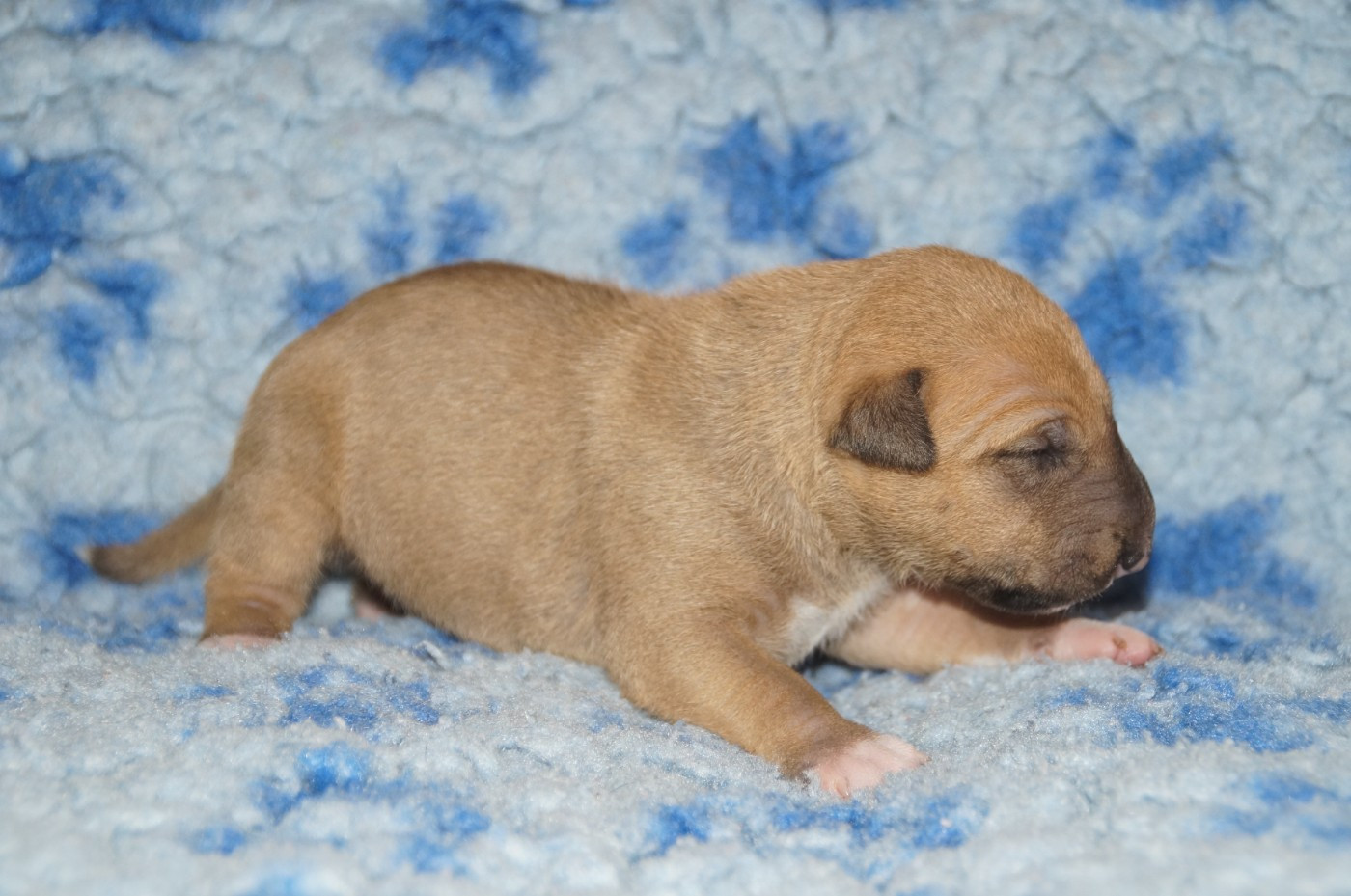 Du Trésor Des Mines - Chiots disponibles - Bull Terrier Miniature