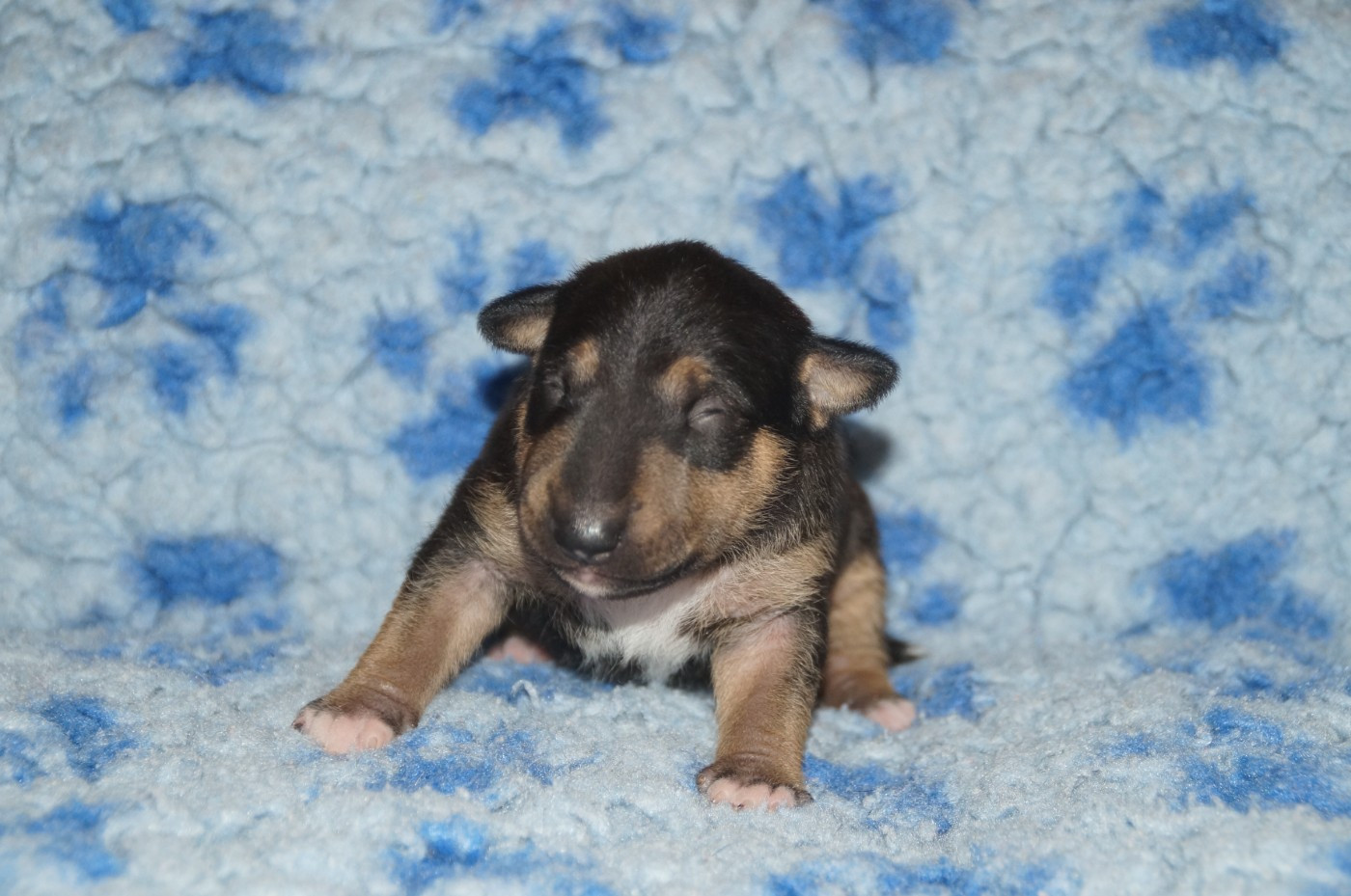 Du Trésor Des Mines - Chiots disponibles - Bull Terrier Miniature