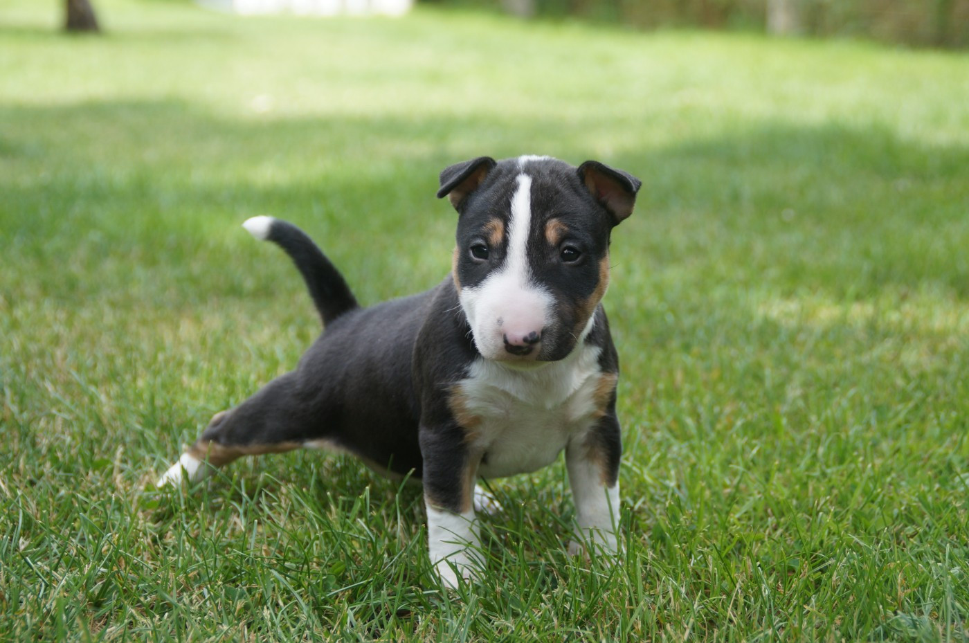 Du Trésor Des Mines - Chiots disponibles - Bull Terrier Miniature