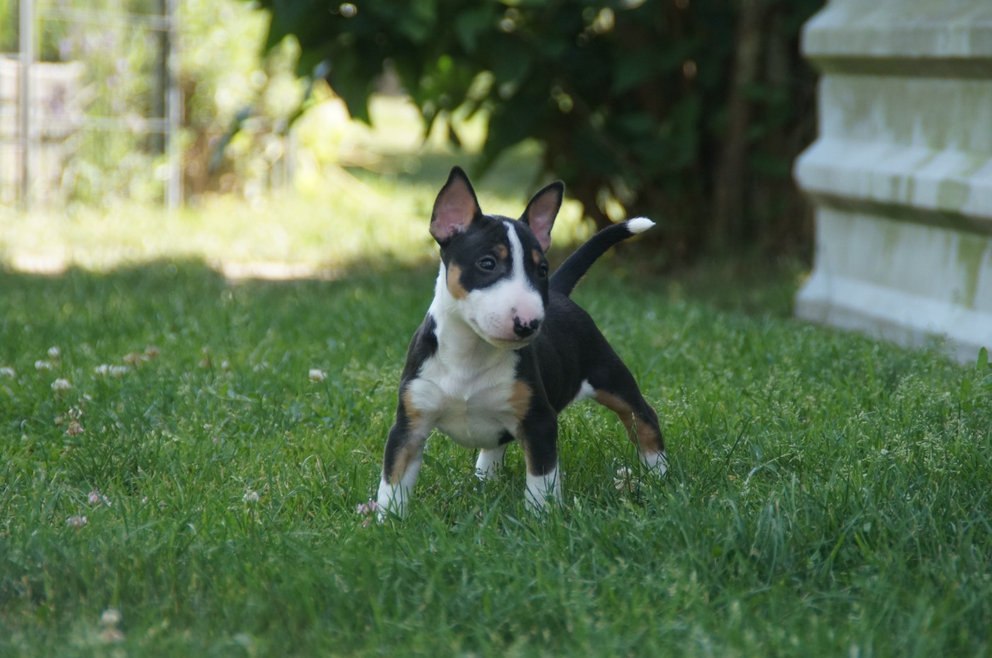 Du Trésor Des Mines - Chiots disponibles - Bull Terrier Miniature