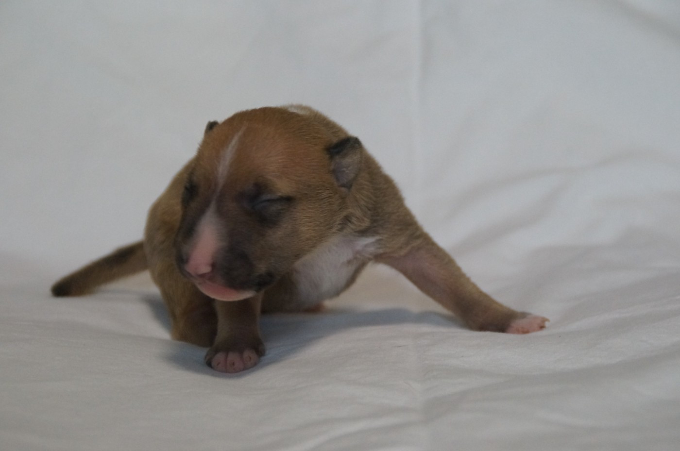 Du Trésor Des Mines - Chiots disponibles - Bull Terrier Miniature