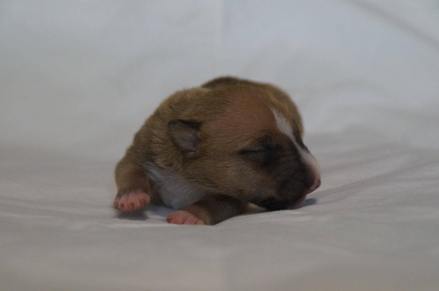Du Trésor Des Mines - Chiots disponibles - Bull Terrier Miniature