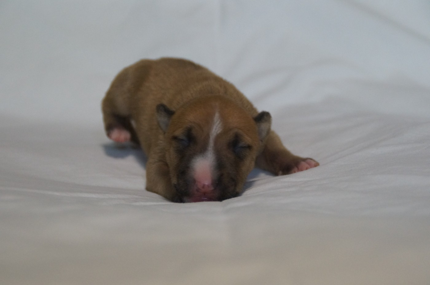 Du Trésor Des Mines - Chiots disponibles - Bull Terrier Miniature
