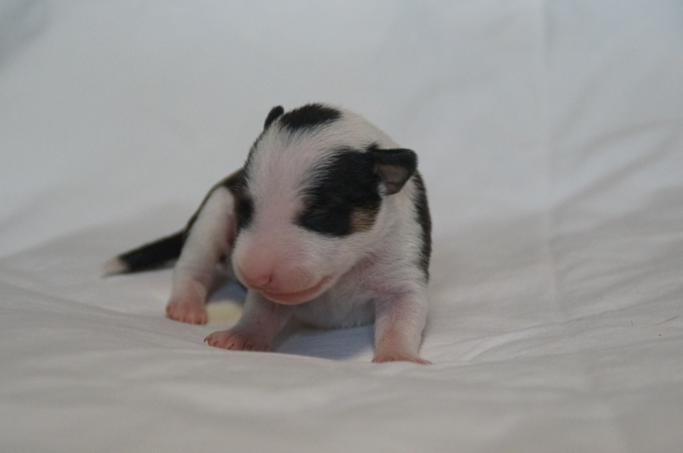 Du Trésor Des Mines - Chiots disponibles - Bull Terrier Miniature