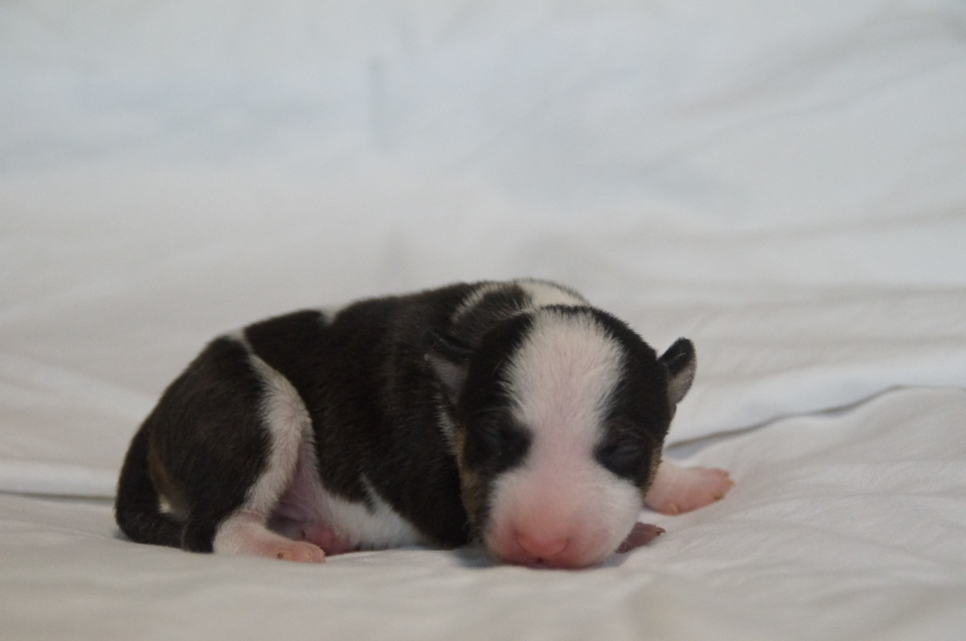 Du Trésor Des Mines - Chiots disponibles - Bull Terrier Miniature