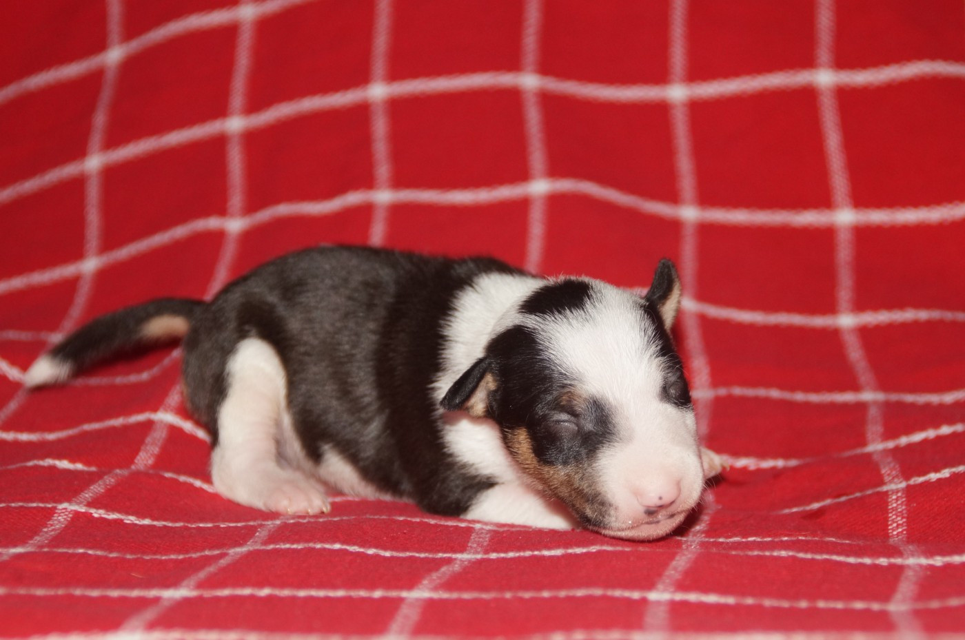 Du Trésor Des Mines - Chiots disponibles - Bull Terrier Miniature