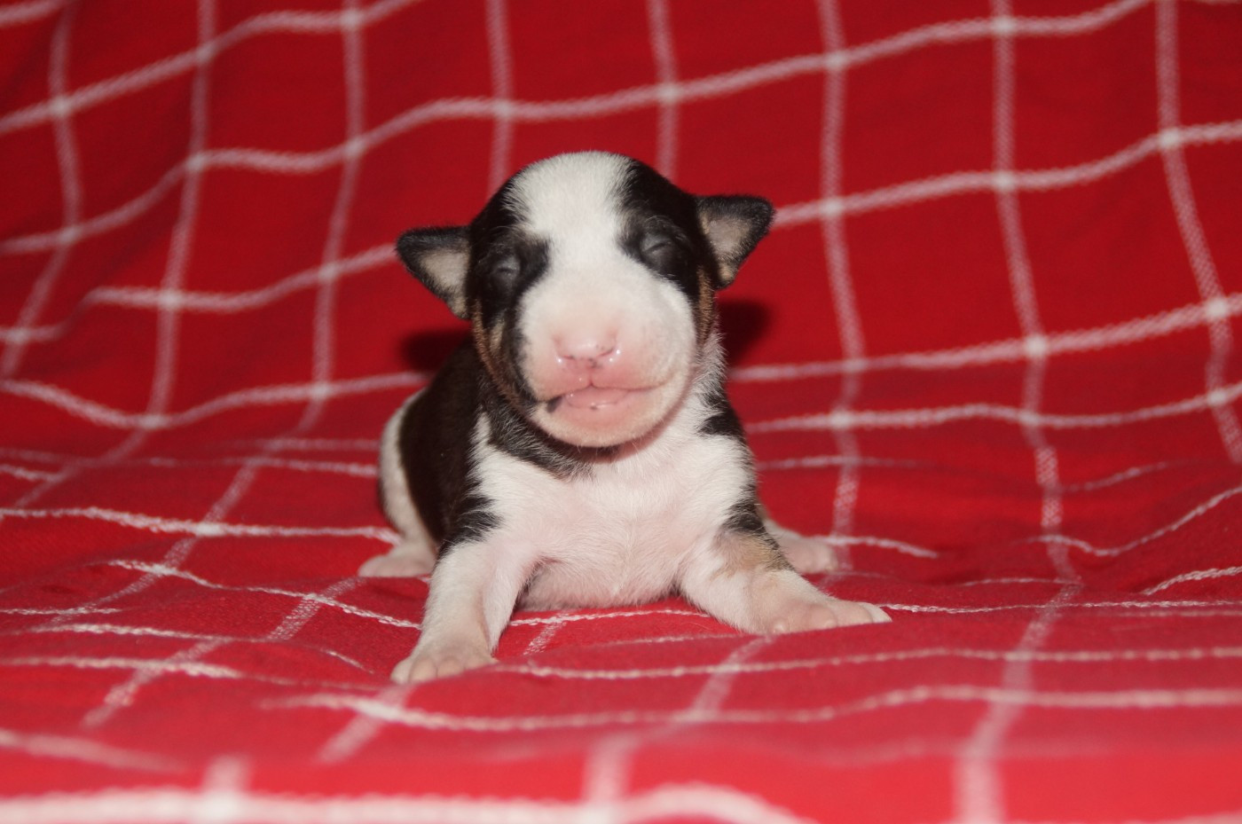 Du Trésor Des Mines - Chiots disponibles - Bull Terrier Miniature