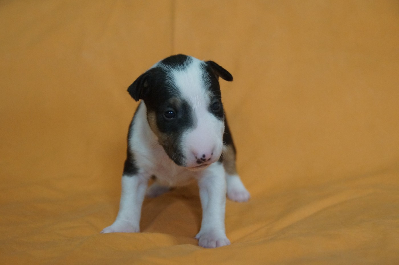 Du Trésor Des Mines - Chiots disponibles - Bull Terrier Miniature