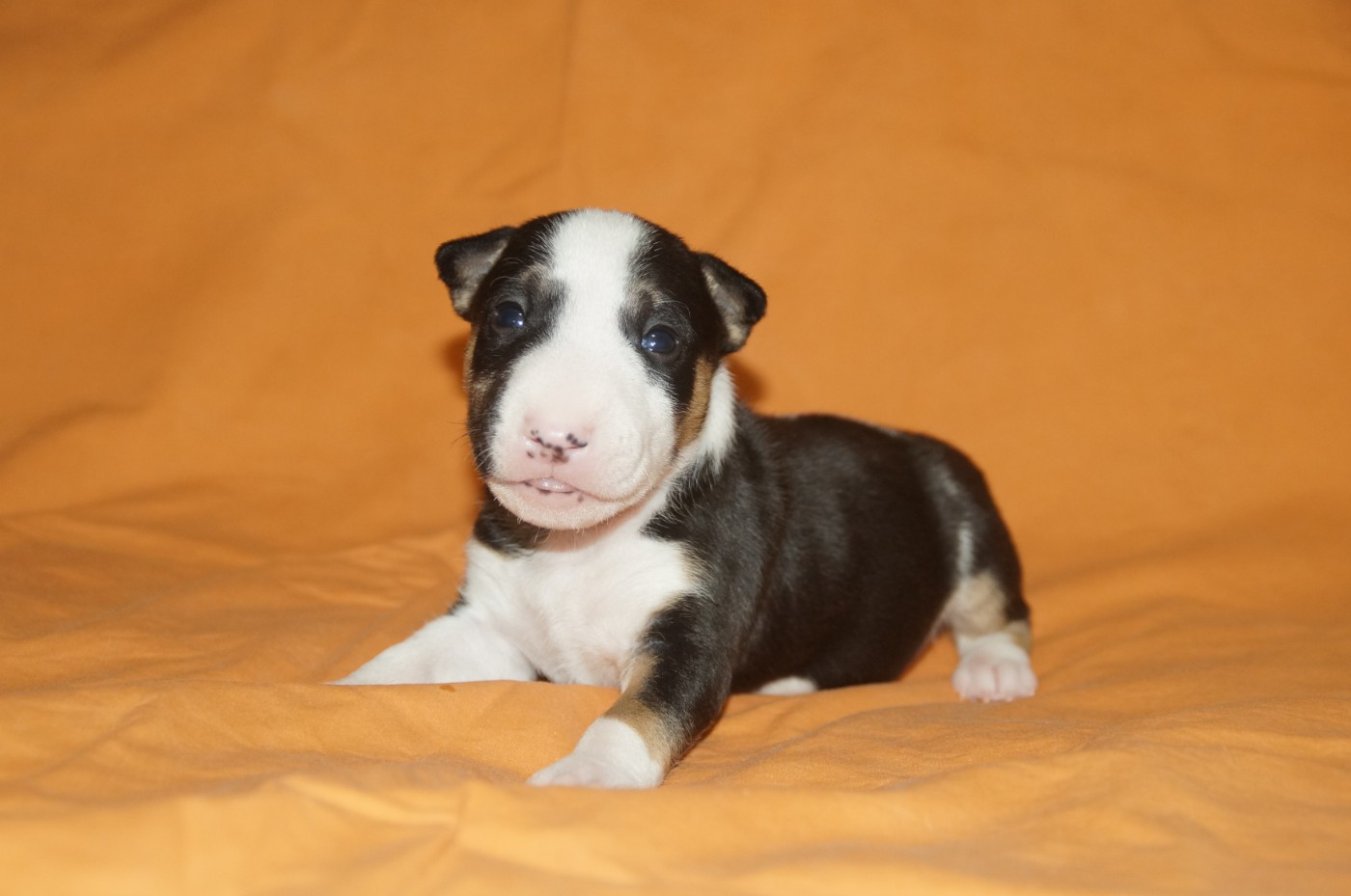Du Trésor Des Mines - Chiots disponibles - Bull Terrier Miniature