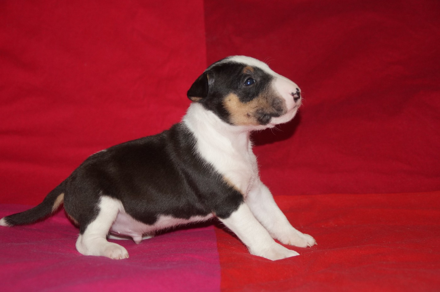 Du Trésor Des Mines - Chiots disponibles - Bull Terrier Miniature