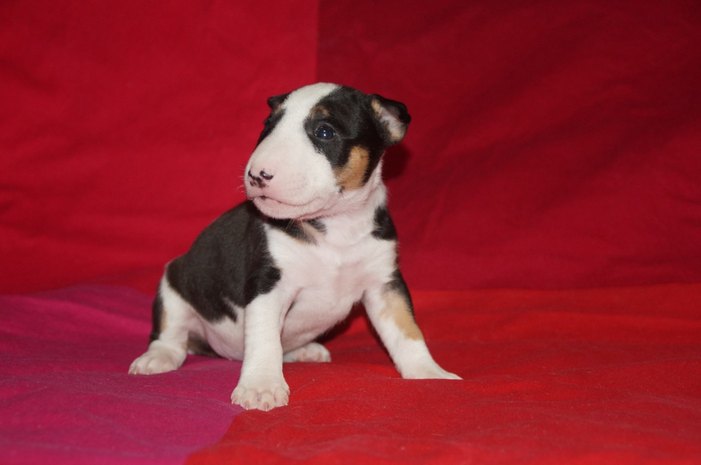 Du Trésor Des Mines - Chiots disponibles - Bull Terrier Miniature