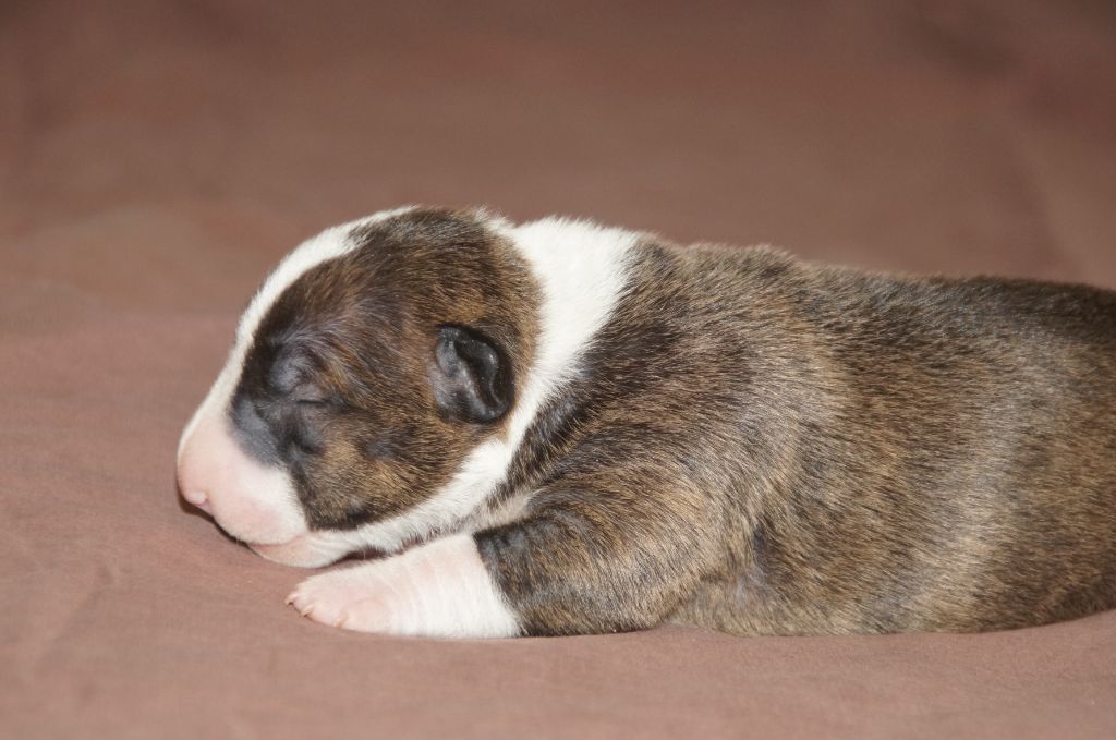 Du Trésor Des Mines - Chiots disponibles - Bull Terrier Miniature