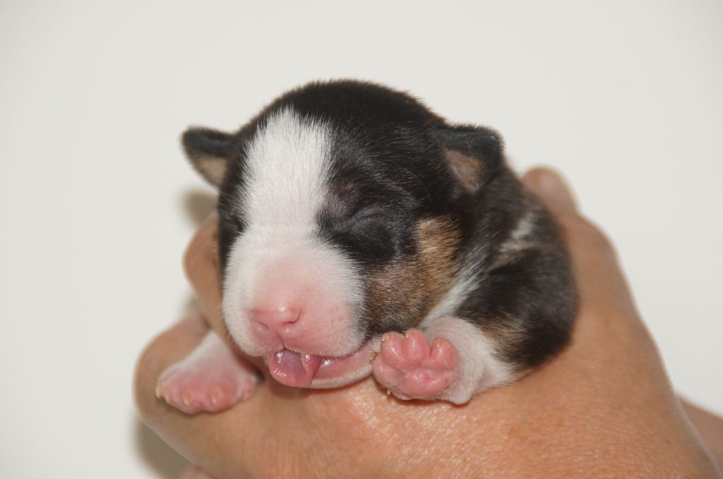 Du Trésor Des Mines - Chiots disponibles - Bull Terrier Miniature