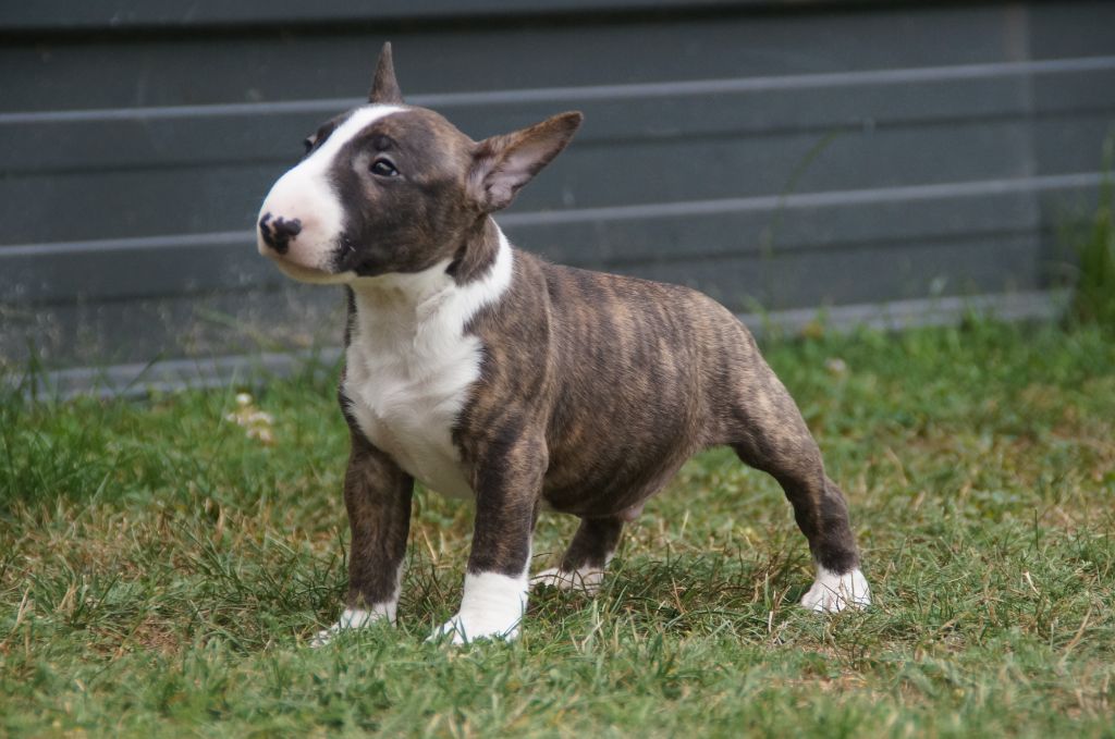 Du Trésor Des Mines - Bull Terrier Miniature - Portée née le 28/05/2025