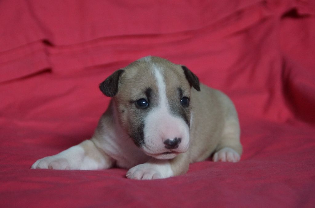 Du Trésor Des Mines - Chiots disponibles - Bull Terrier Miniature