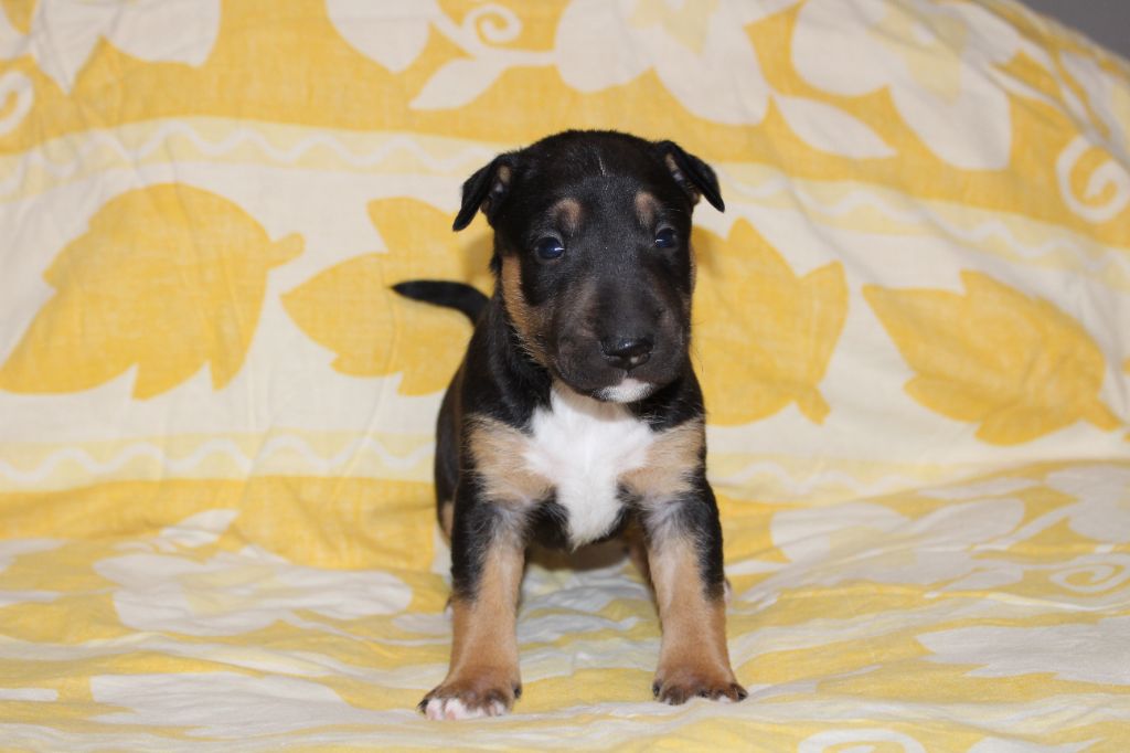 Du Trésor Des Mines - Chiots disponibles - Bull Terrier Miniature