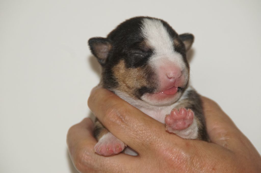 Du Trésor Des Mines - Chiots disponibles - Bull Terrier Miniature