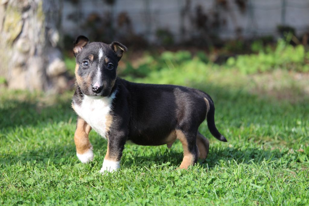 Du Trésor Des Mines - Chiots disponibles - Bull Terrier Miniature