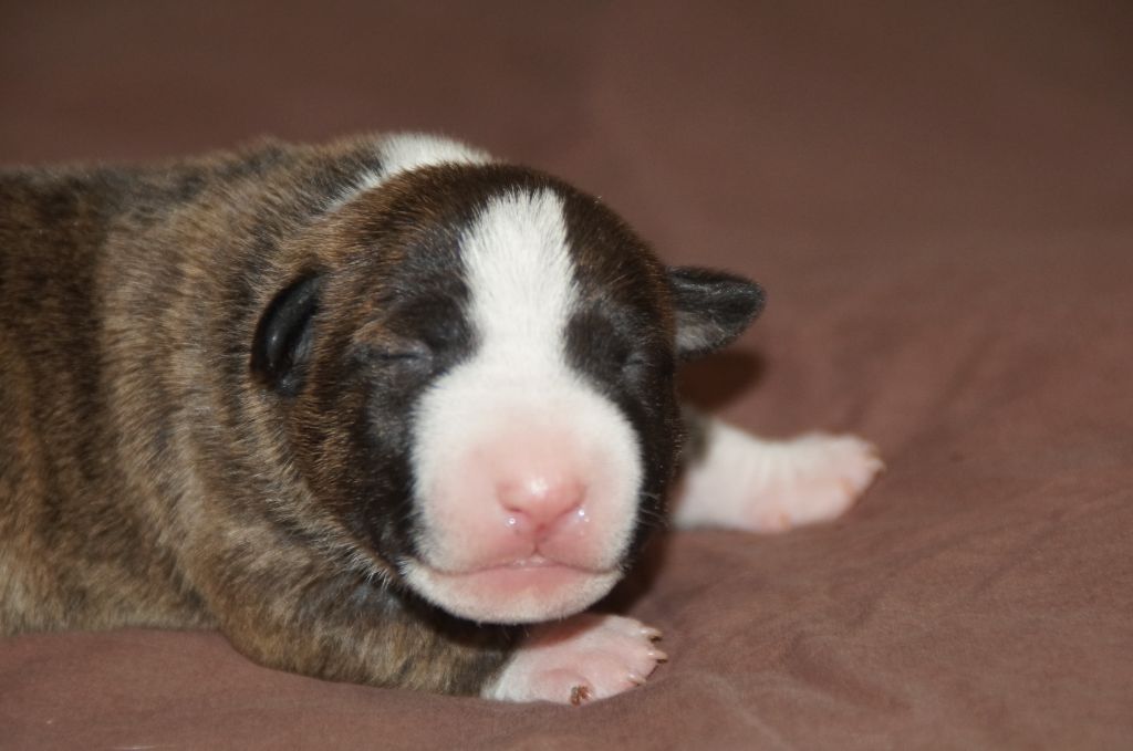 Du Trésor Des Mines - Chiots disponibles - Bull Terrier Miniature