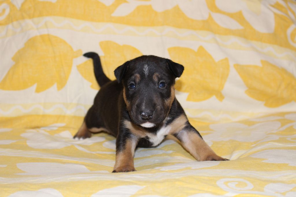 Du Trésor Des Mines - Chiots disponibles - Bull Terrier Miniature