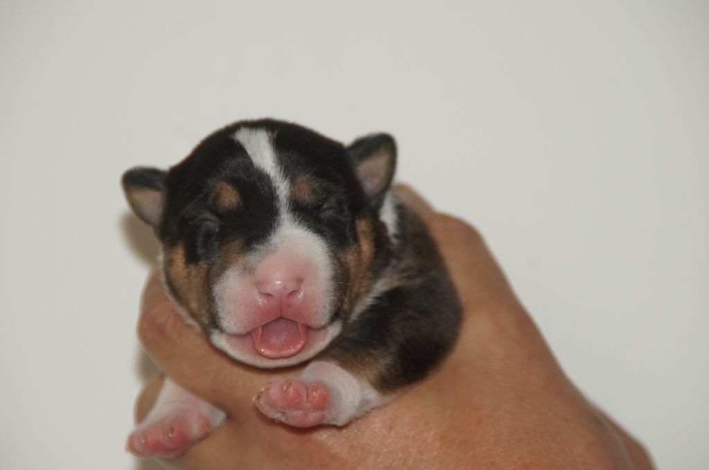 Du Trésor Des Mines - Chiots disponibles - Bull Terrier Miniature