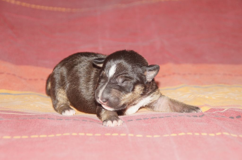 Du Trésor Des Mines - Chiots disponibles - Bull Terrier Miniature