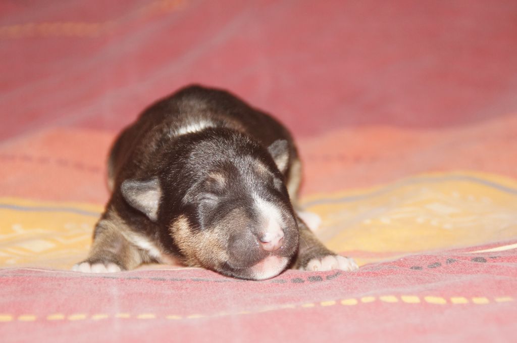 Du Trésor Des Mines - Chiots disponibles - Bull Terrier Miniature